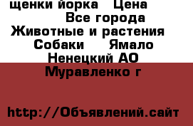 щенки йорка › Цена ­ 15 000 - Все города Животные и растения » Собаки   . Ямало-Ненецкий АО,Муравленко г.